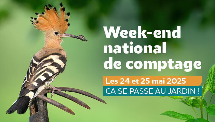 WEComptageOiseaux.jpg