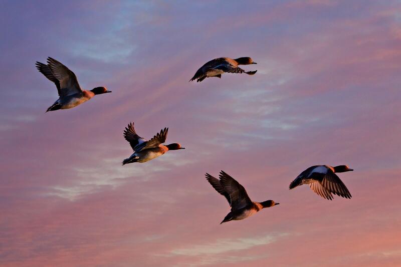 800x600_eurasian-wigeon-4914971-1920-2814.jpg
