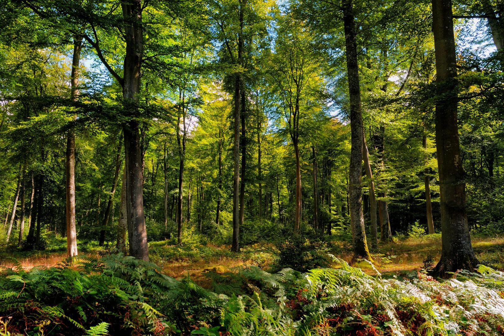 Forêt d'Arques
