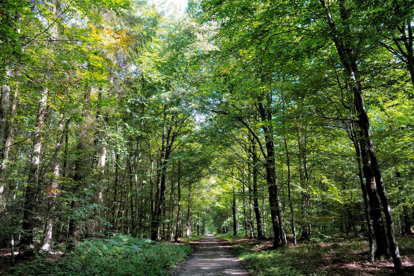 Forêt d'Arques