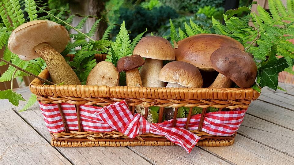 102818 - MONCHY SUR EU - Fête du Champignon