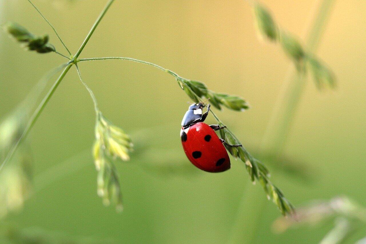 Coccinnelle
