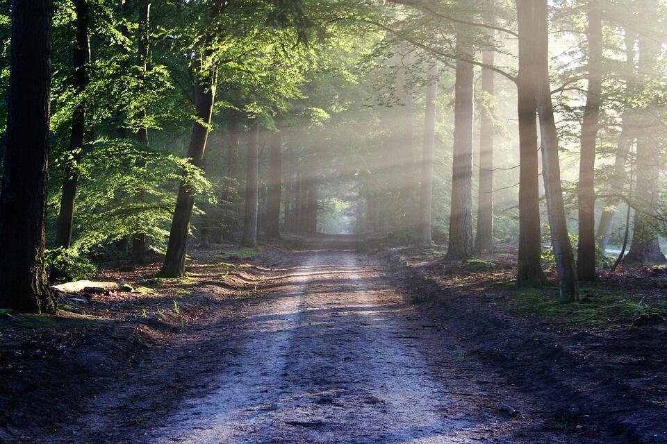 Forêt-