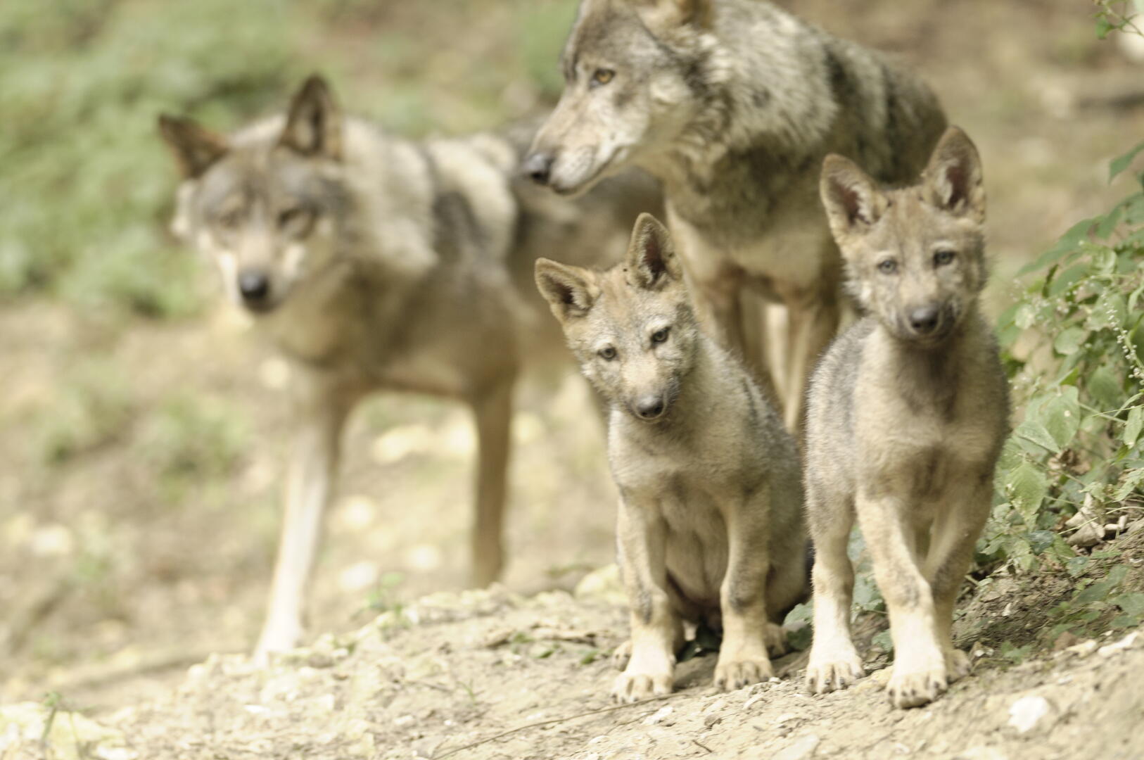 Loups Rêve de Bisons - Photo RDB