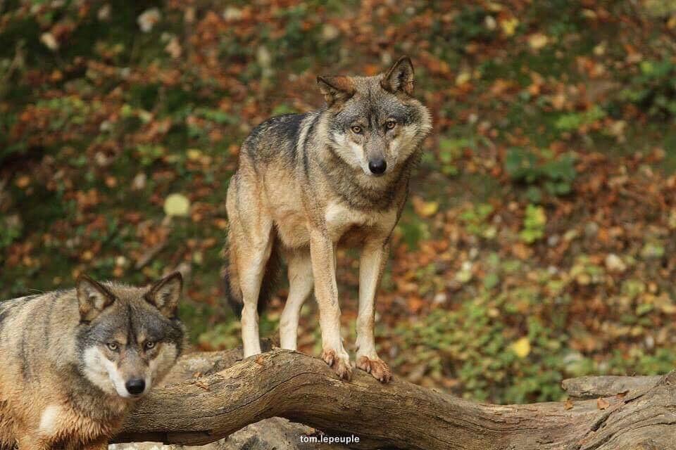 Loups Rêve de Bisons