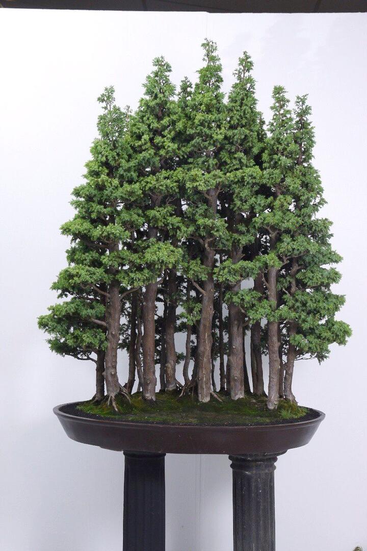 Mini arboretum