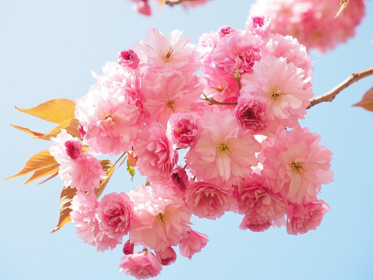 cherry-blossom-1260641_1920