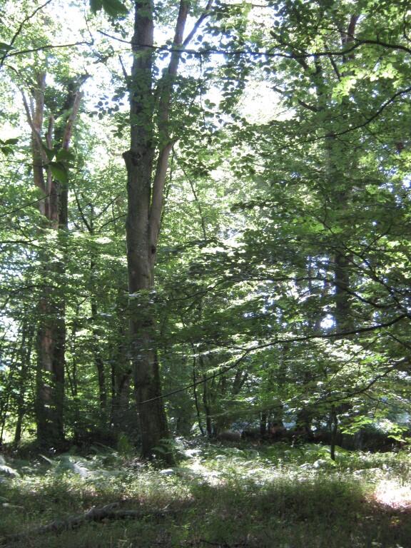 CPIE_arbre (ENS Hambye)