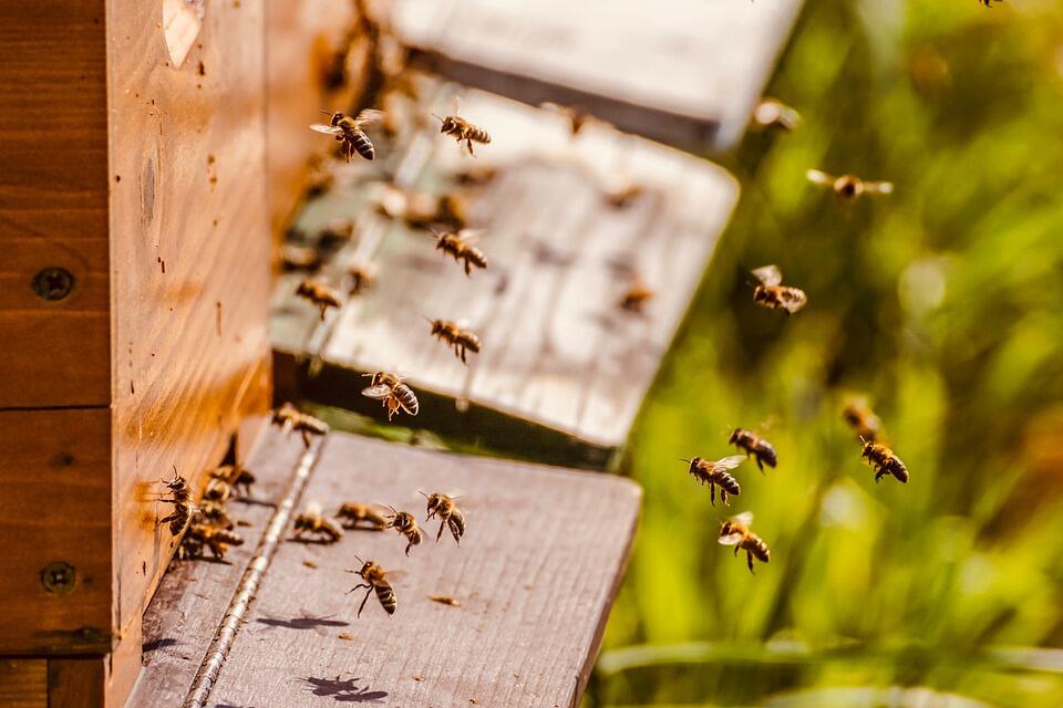 beehive-5026856_960_720