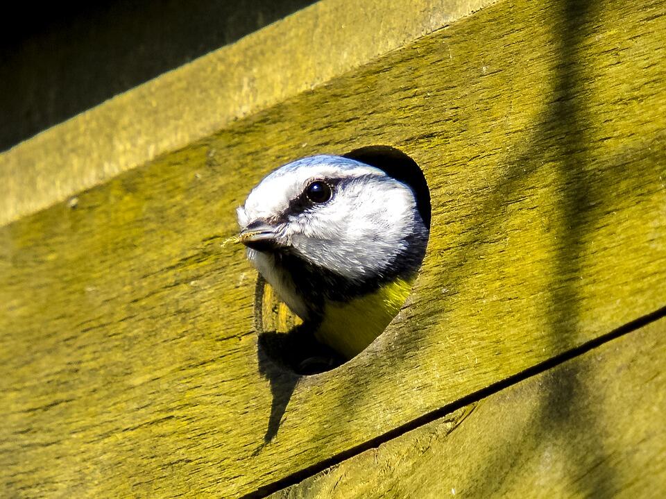 blue-tit-2392215_960_720