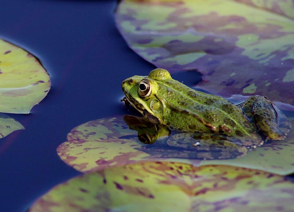 frog-2650922_960_720