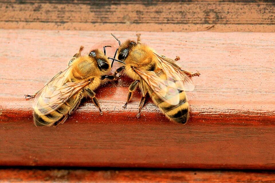 honey-bees-1568944_960_720