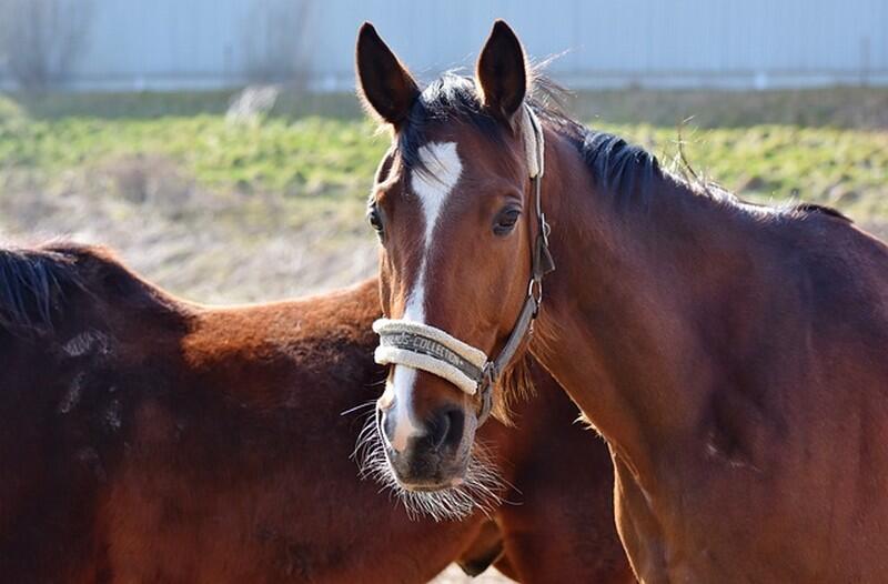 hauteville-la-guichard-centre-equestre-les-tancrede-1
