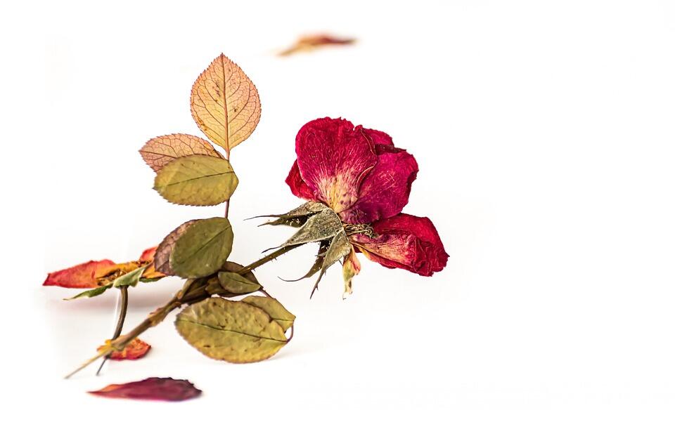herbarium-PIXABAY14 01 22