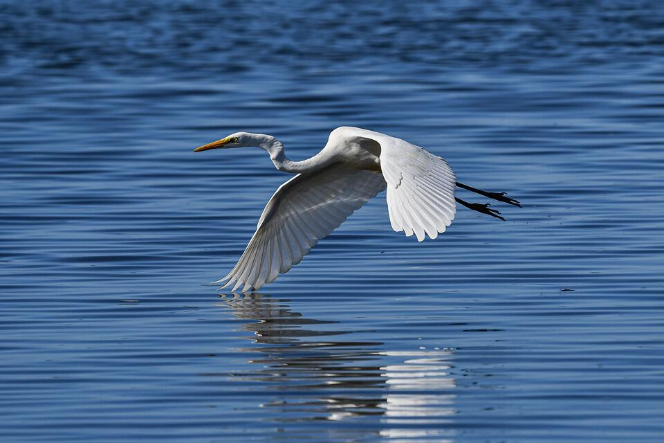 heron-6713611_960_720