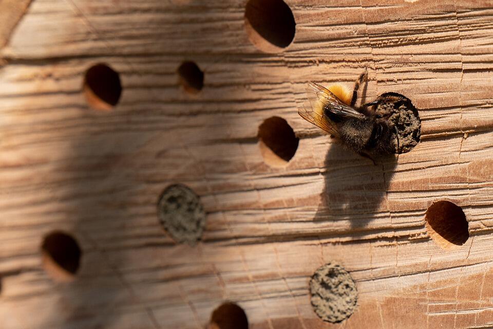 insect-hotel-5082527_960_720