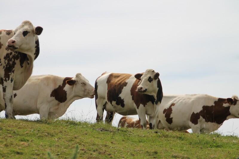 lingreville-terre-ferme-earl