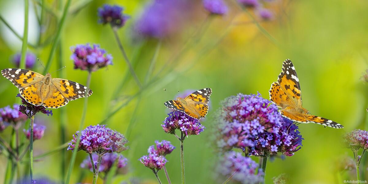 Chasse aux papillons