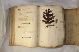Création d'un herbier