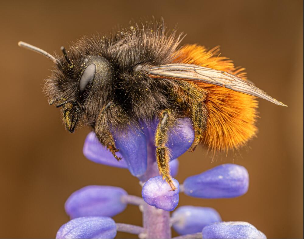 Abeille