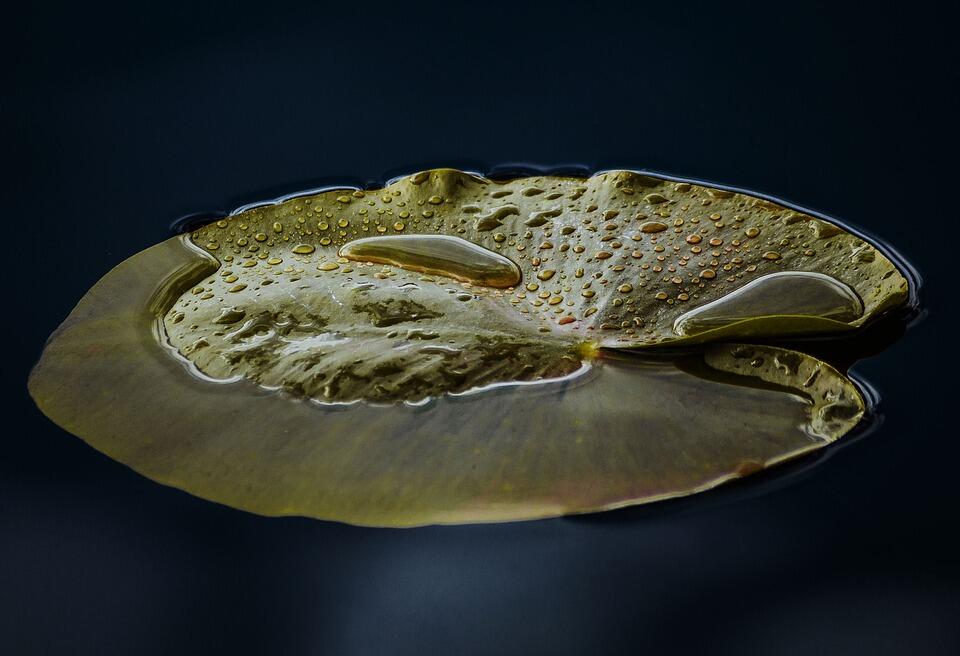 water-lily-6228200_960_720