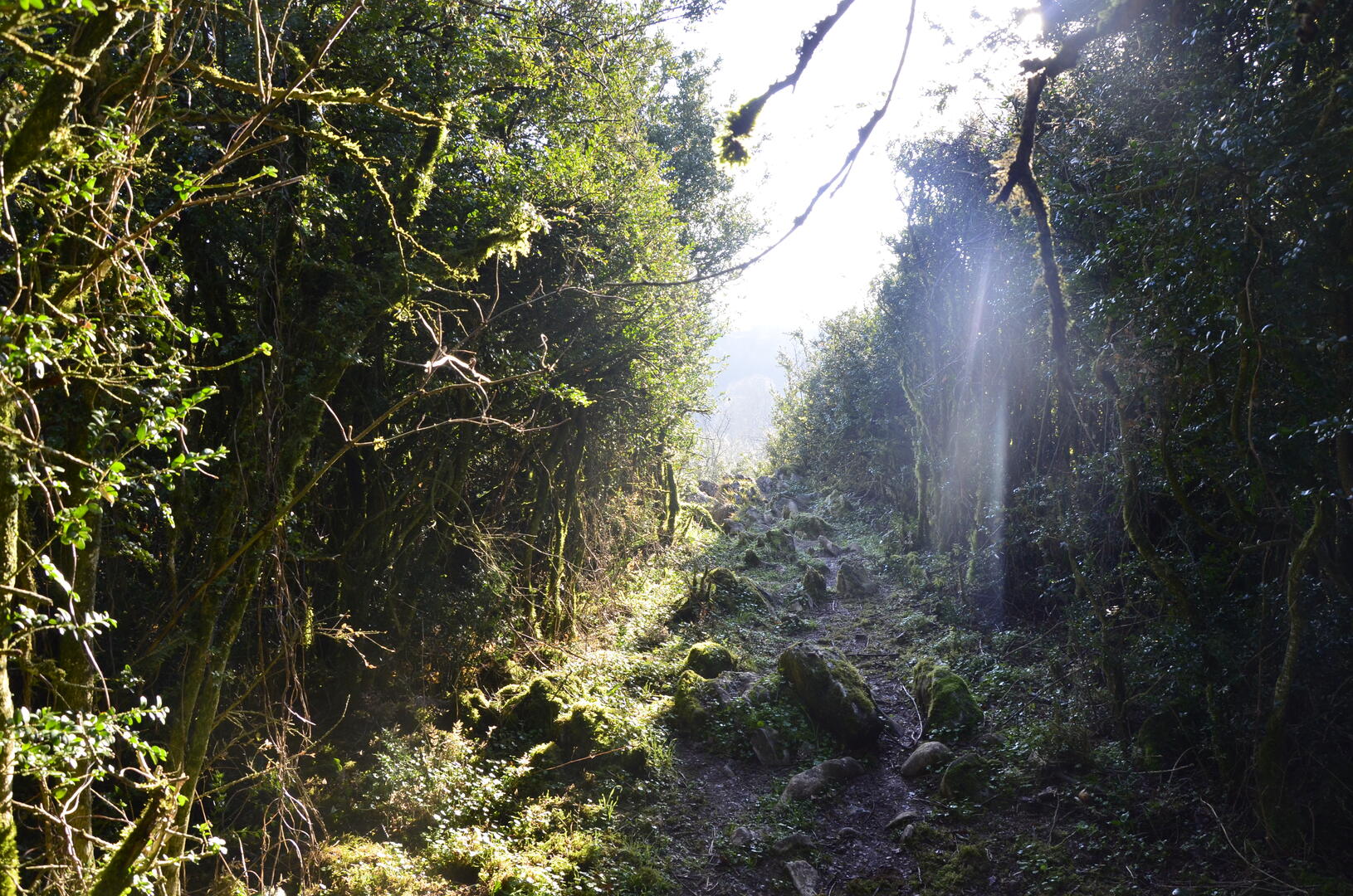 Nature