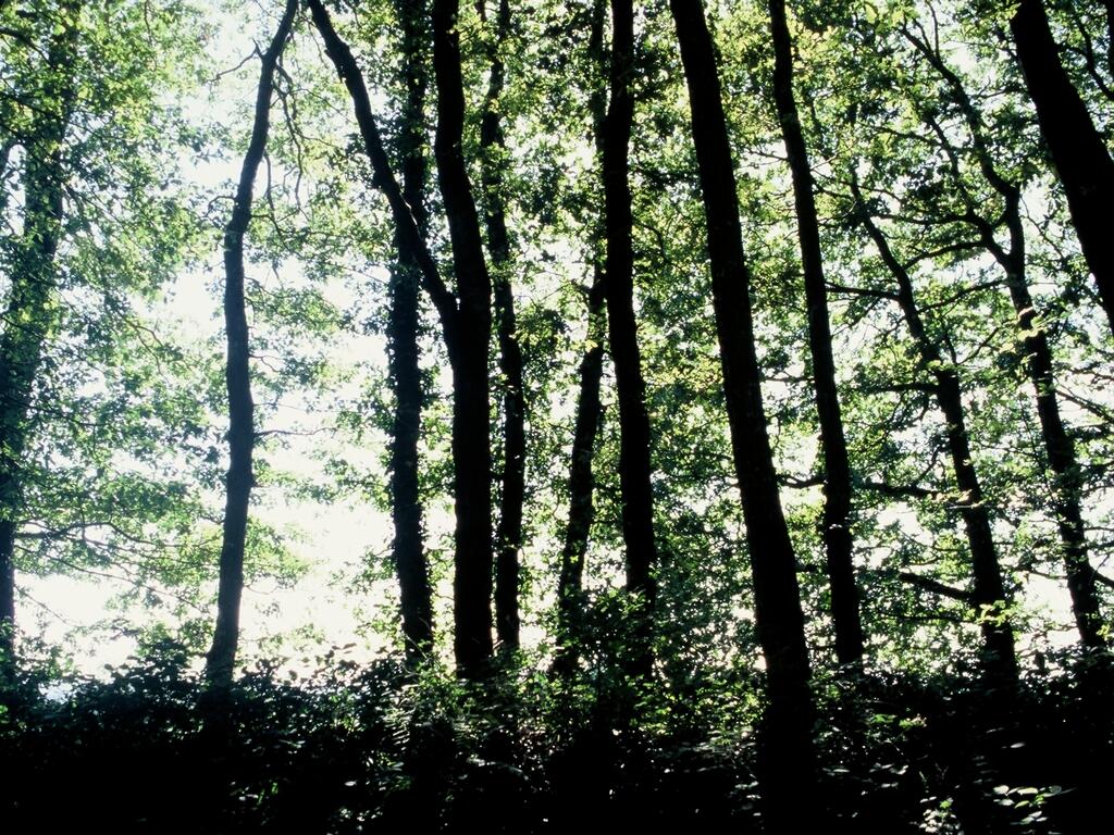 PNA53-bois-du-tay-2