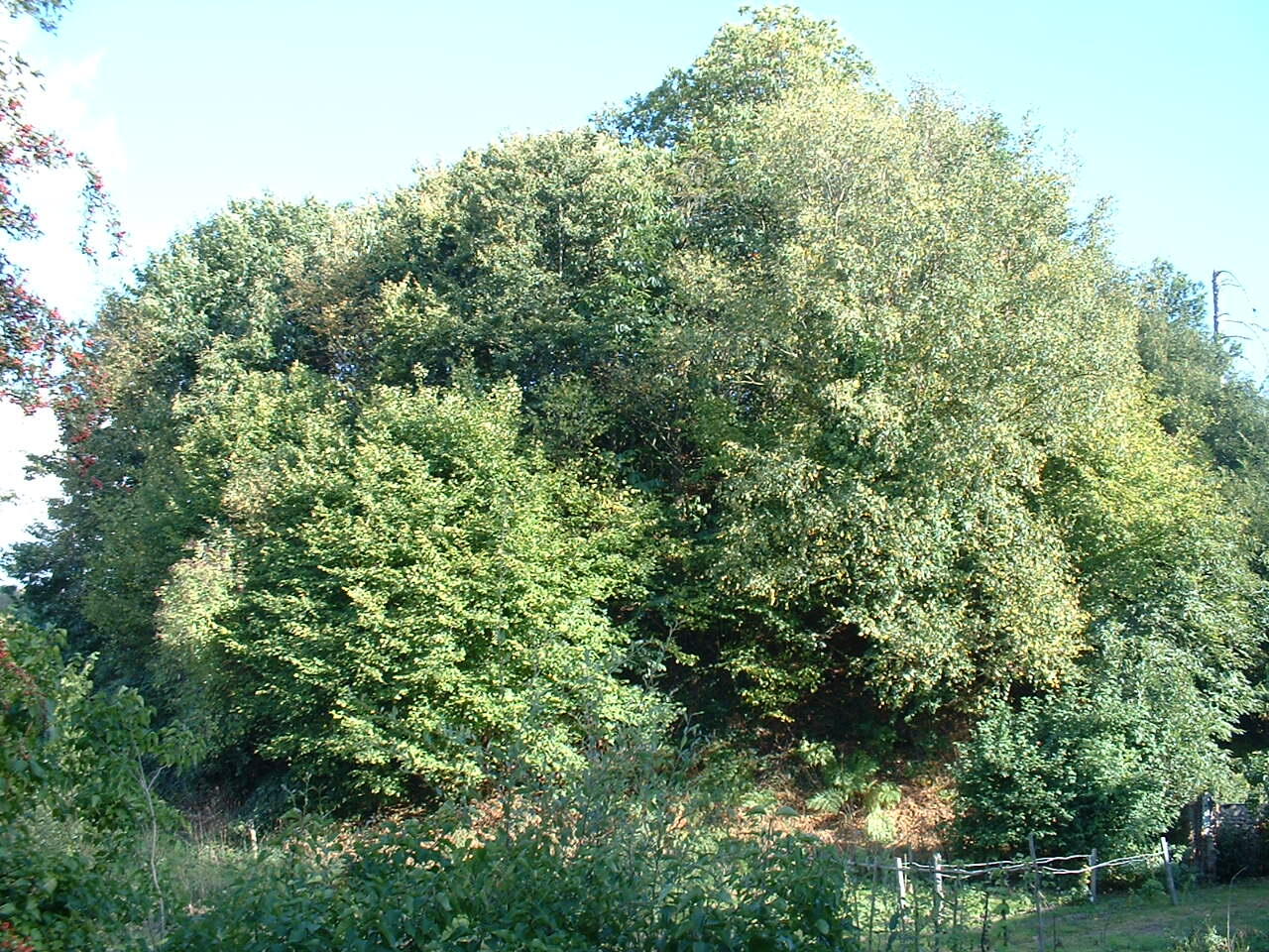 Motte féodale site du 19082005 010