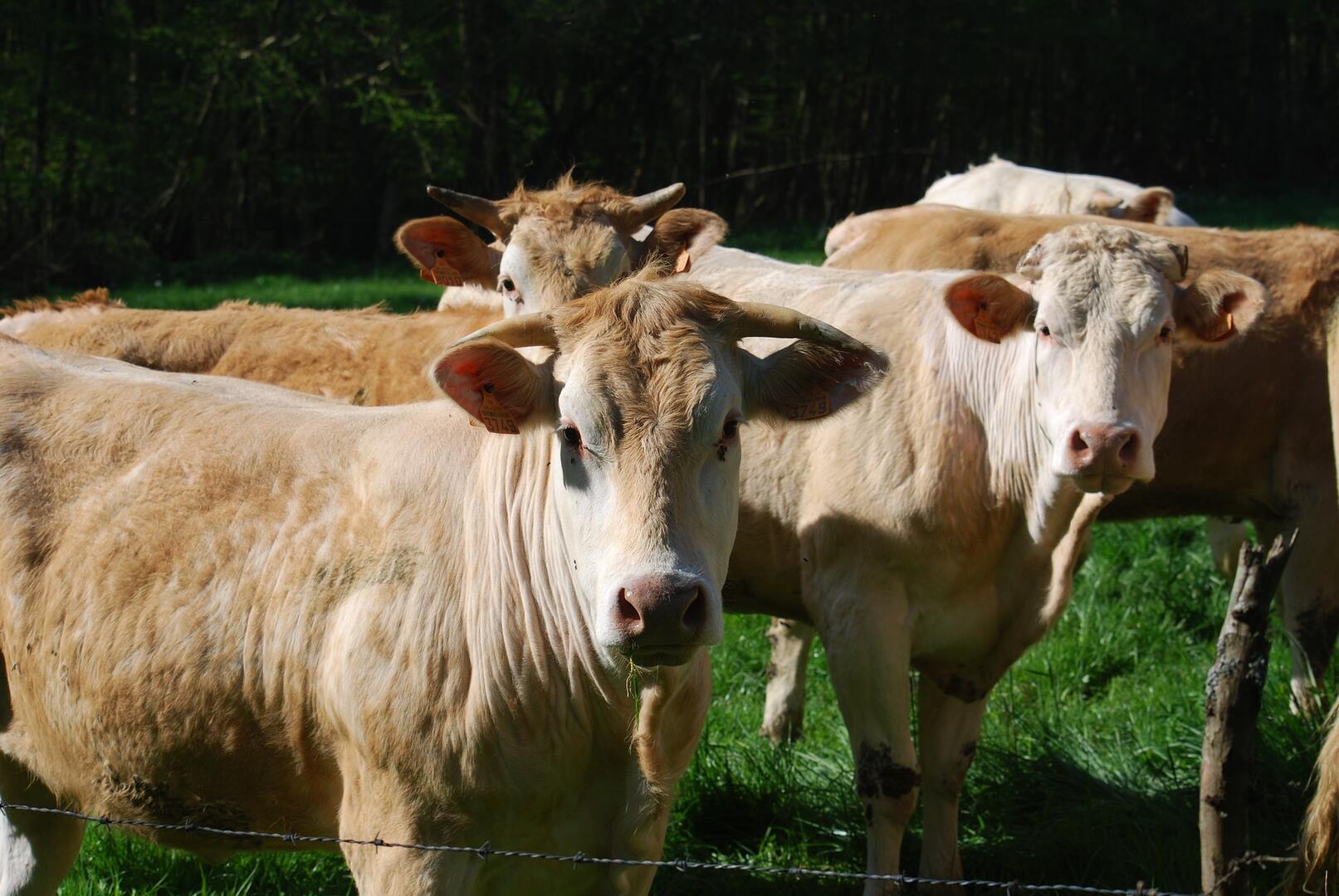 cows-2733122_1920