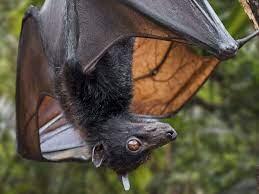 chauve souris