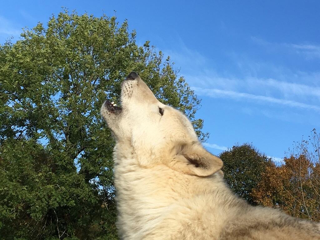 loup