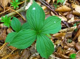plantes cosmestibles