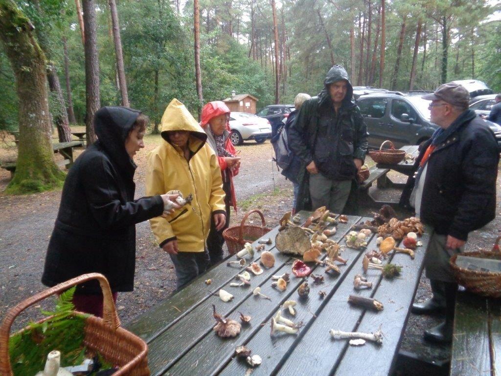 Sortie forêt en du Gâvre