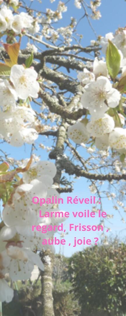 L'Haïku d'André