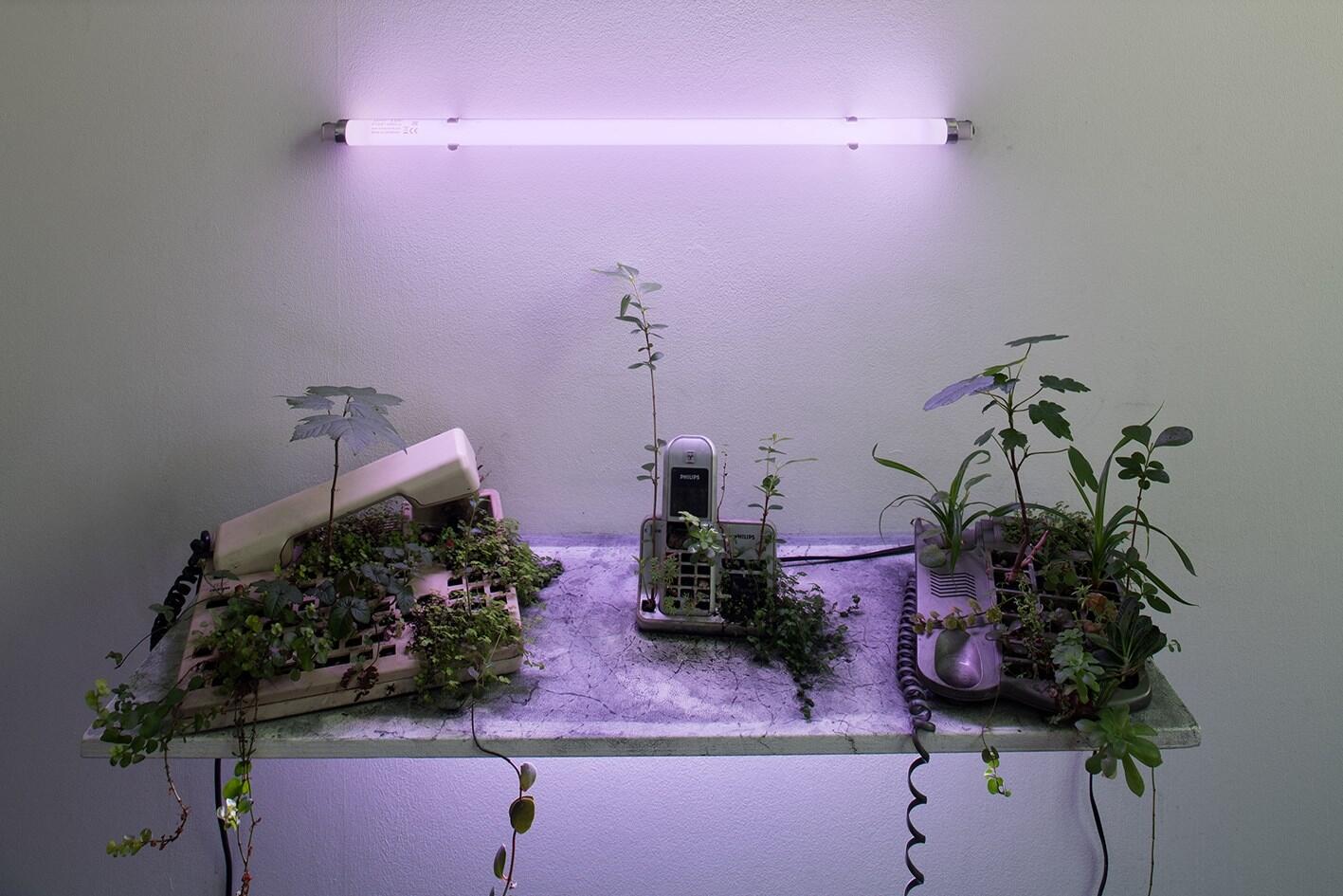 Michel Blazy, Last Garden, 2018
