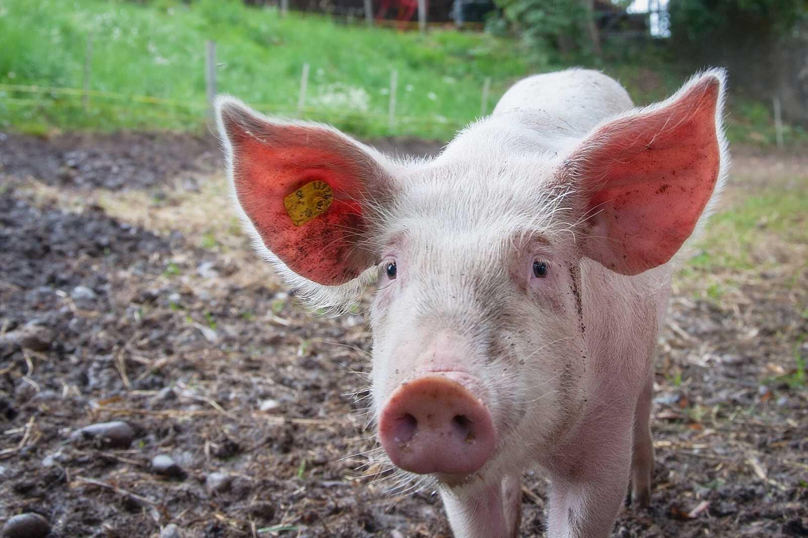 Cochons