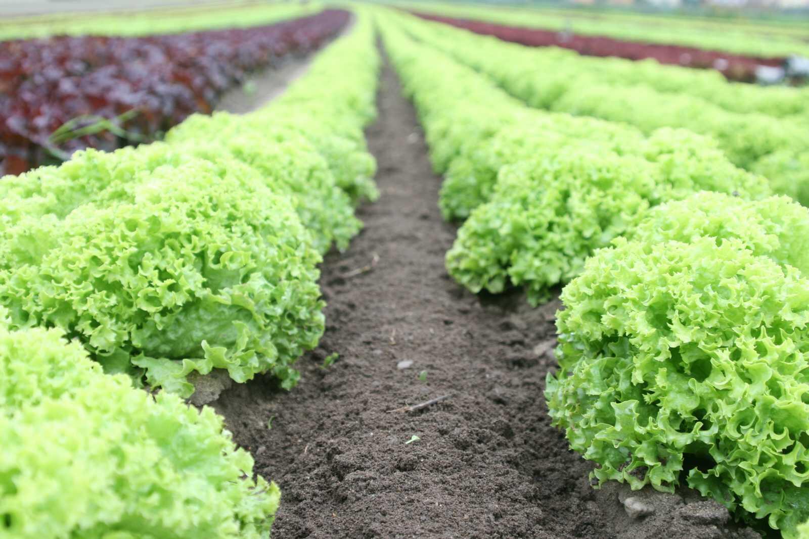 Salades