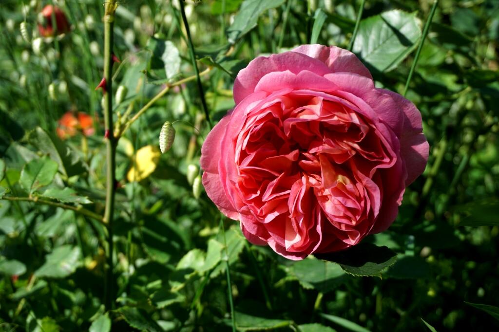 Jardin-delabye