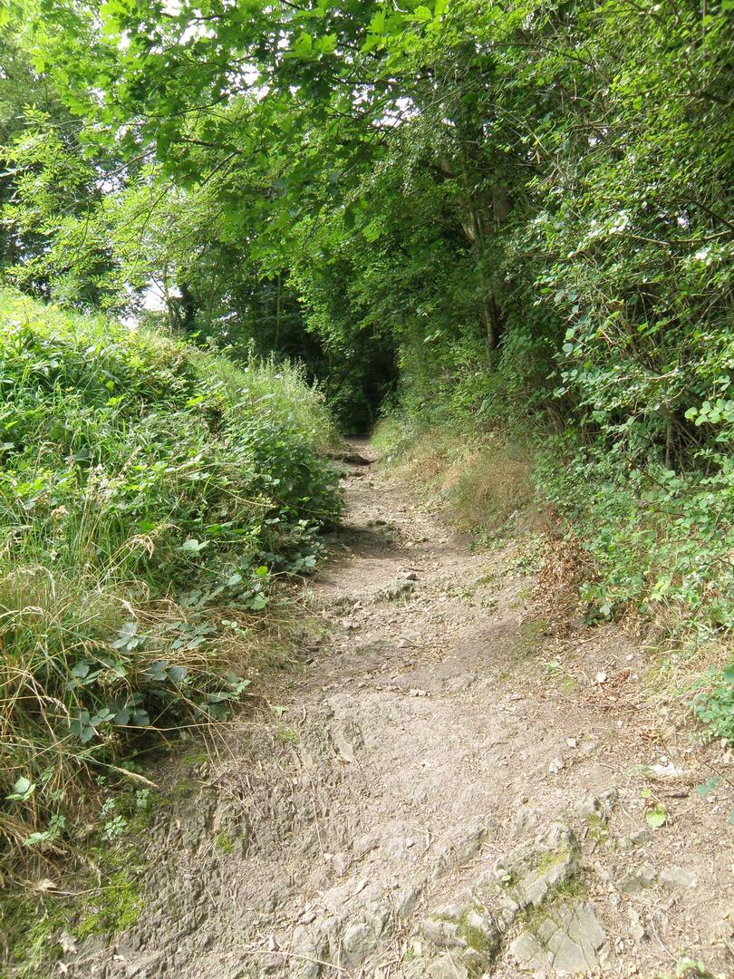 Bois de Tihange