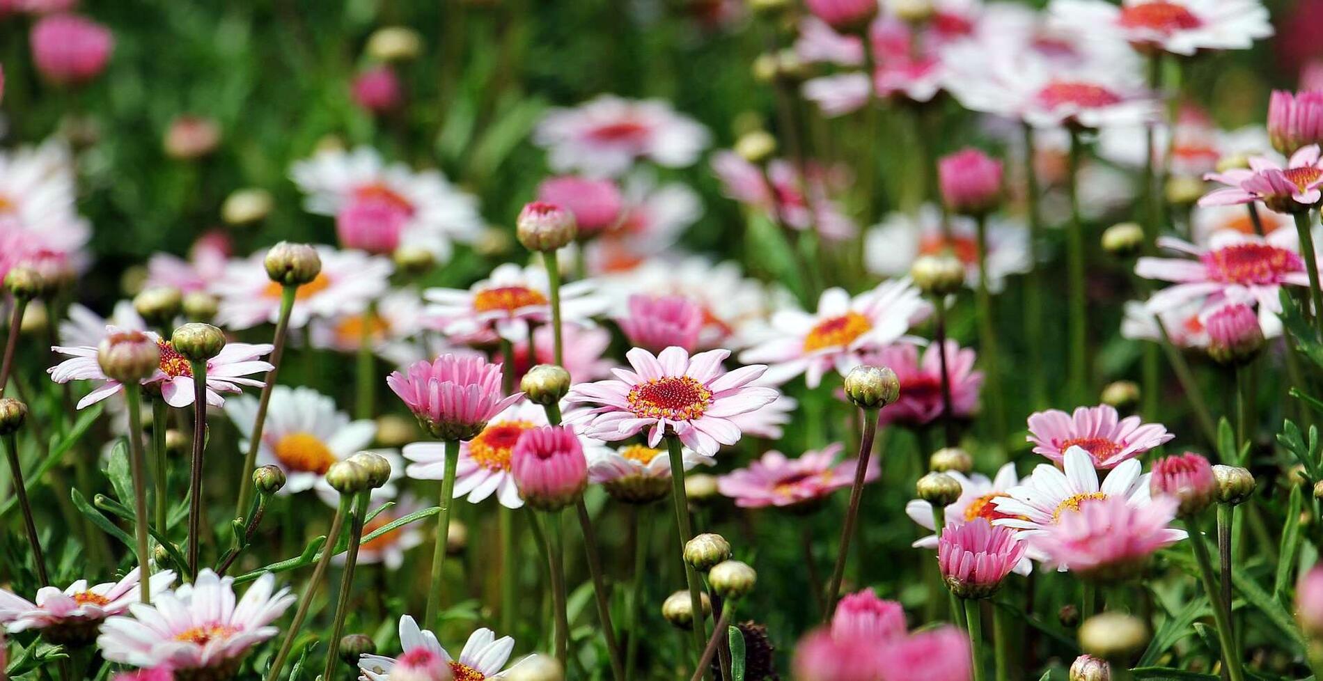 Marguerite