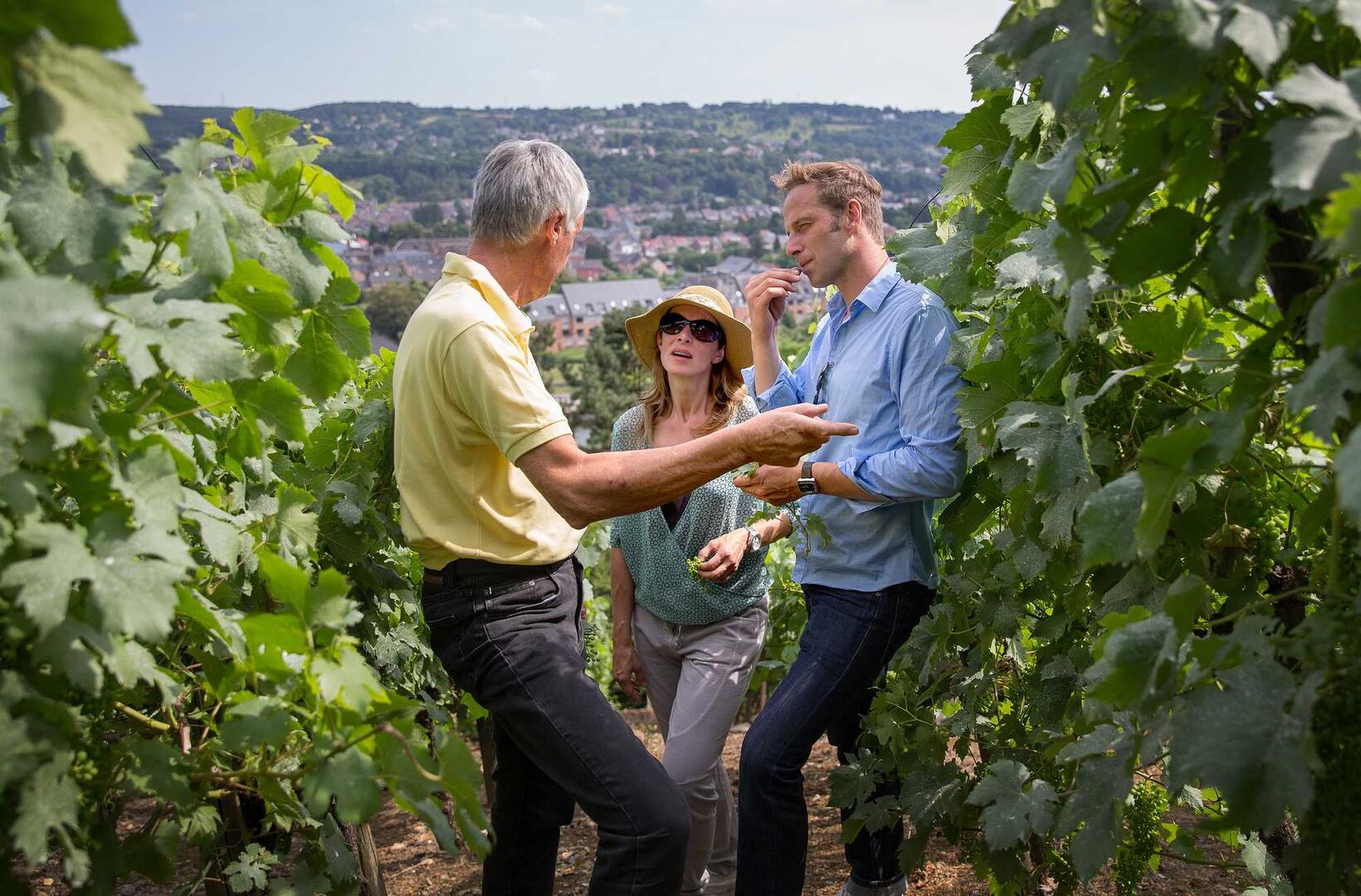 Huy - Vignoble Le Clos des Prébendiers