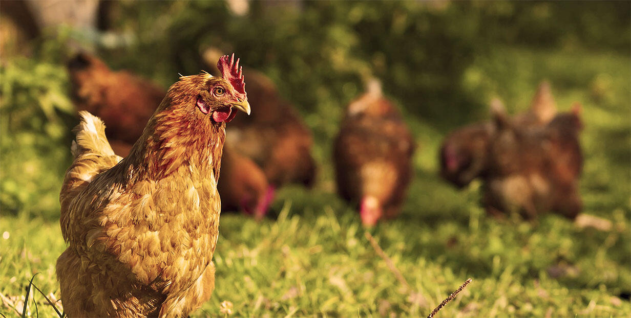 Coqdespres