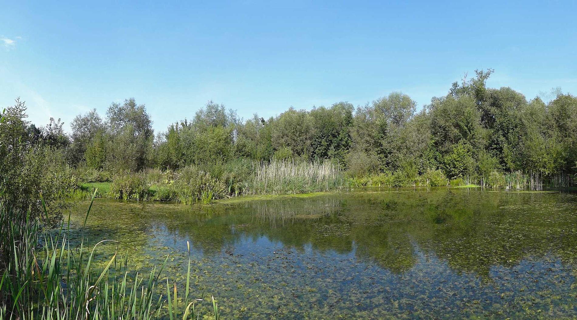 Site du Wachnet