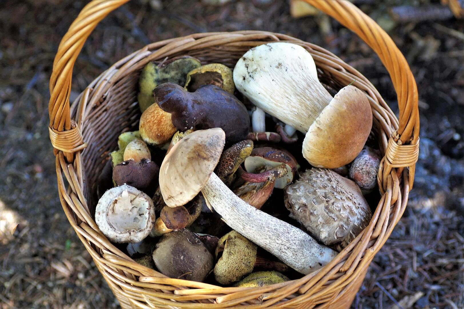 Panier de champignons