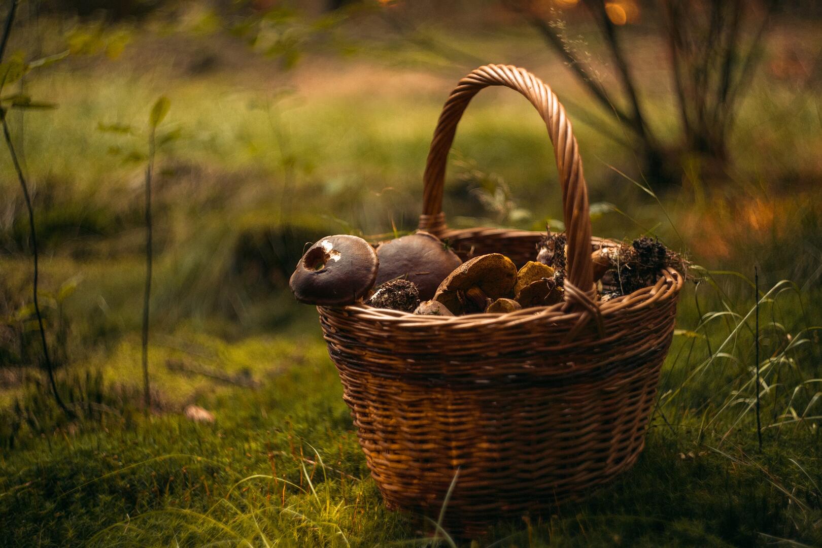 Champignons