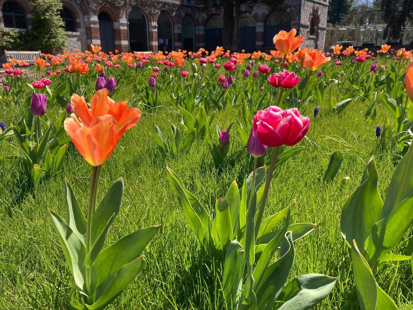 Fleurs château de Jehay