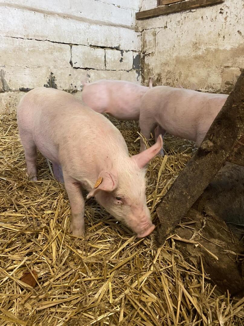 Cochons roloux