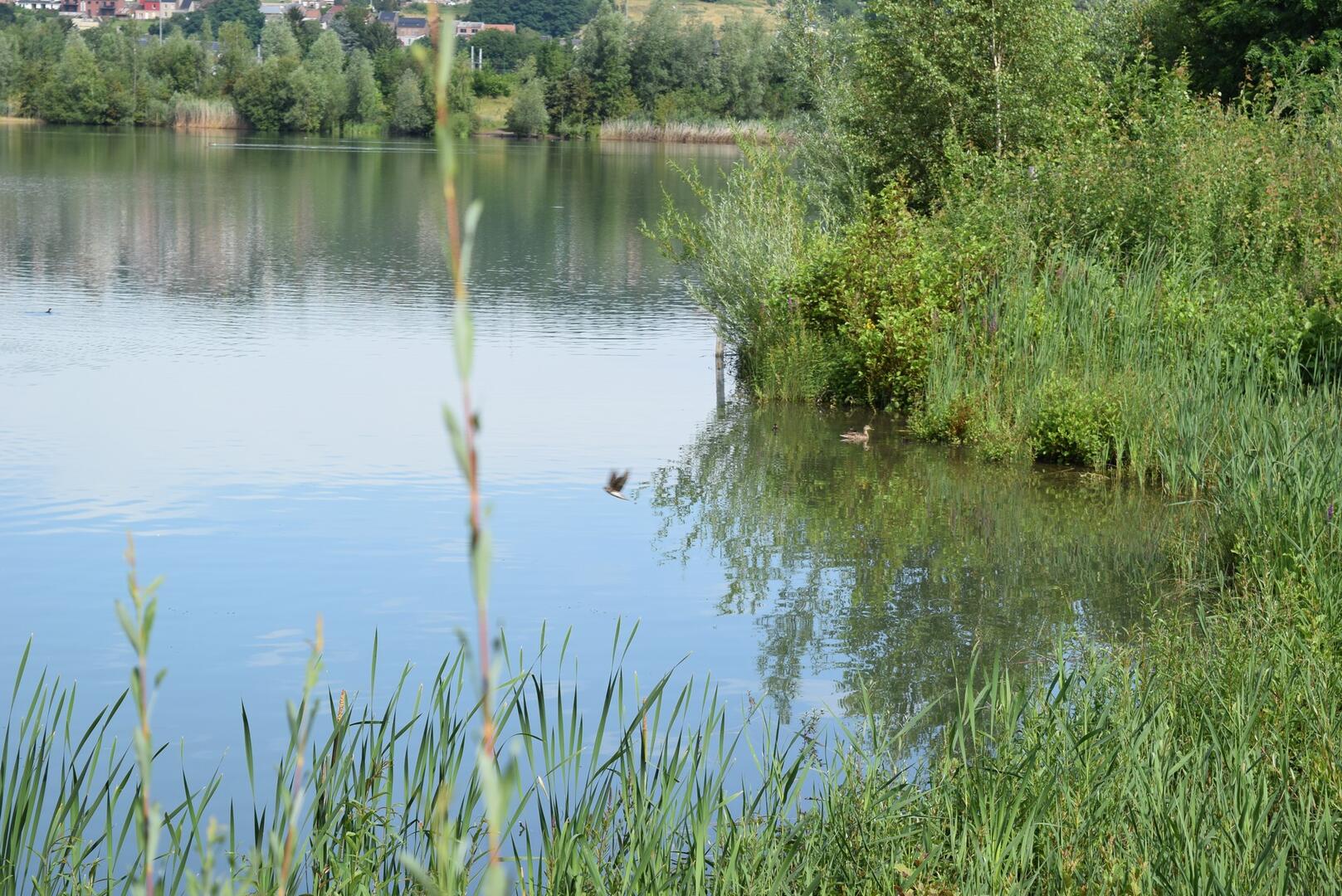 Gravière d'Amay
