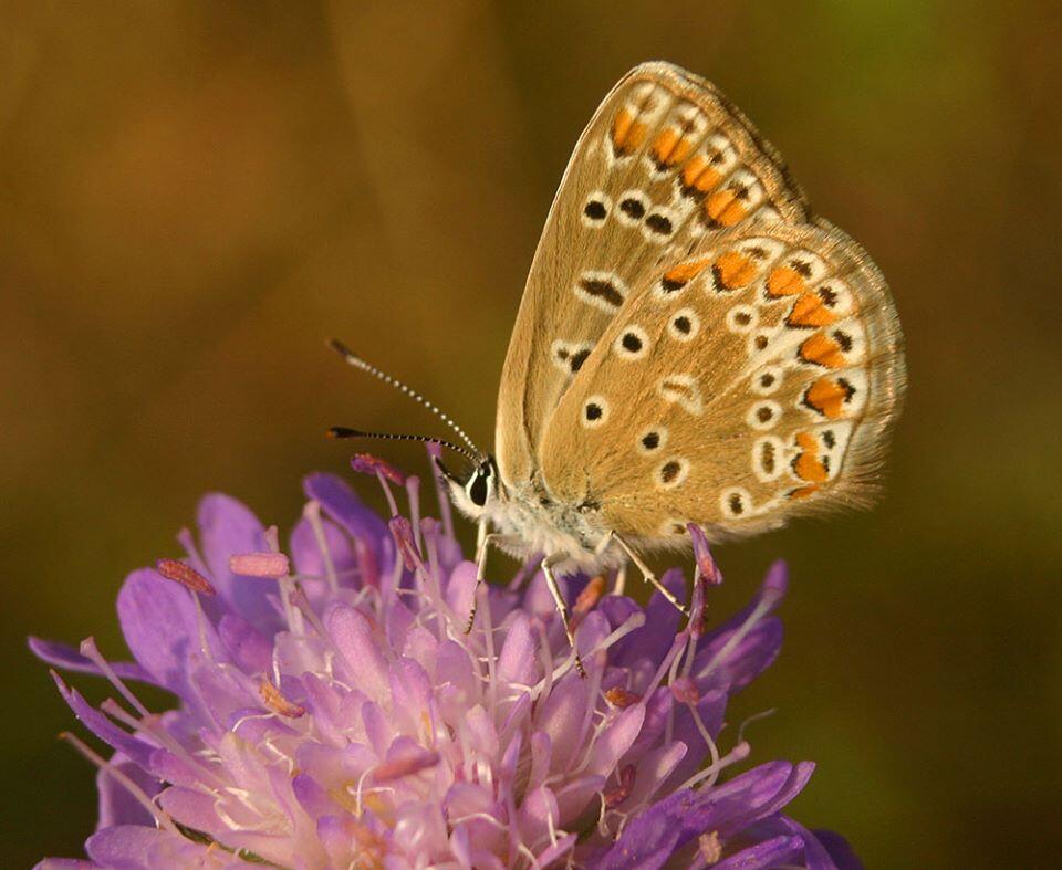 Flore et faune des falaises calcaires des côtes de Beaune