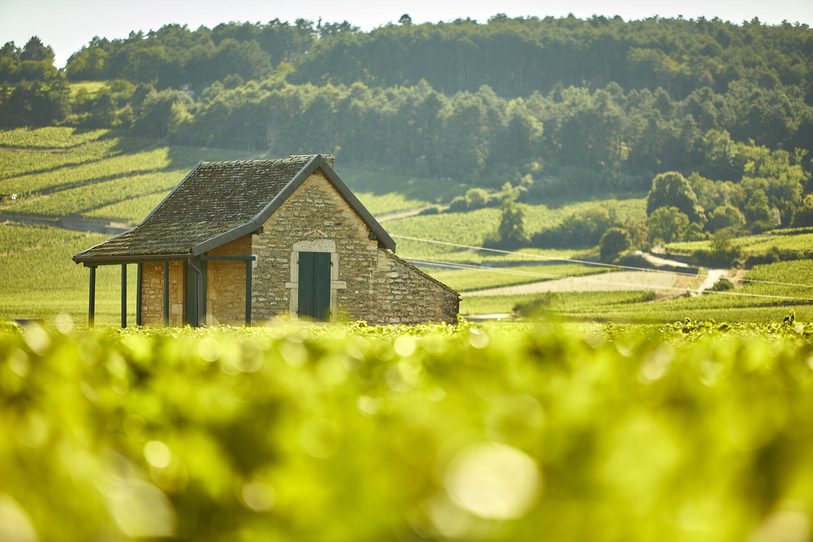 BOUCHARD PERE ET FILS(AU CLOS DE LA MOUSSE)_ligne1 visuel 2